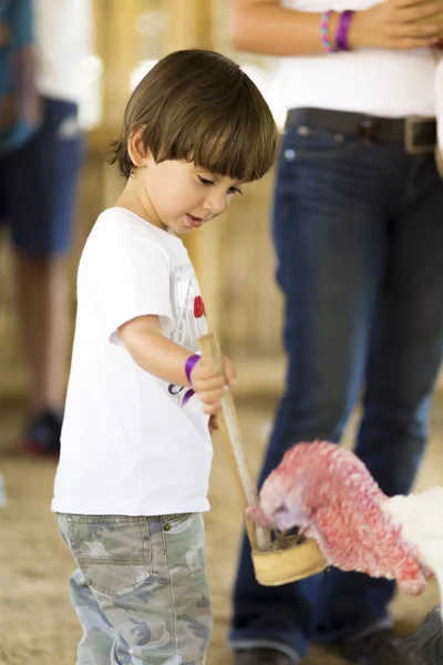 Liten pojke feeds Turkiet — Stockfoto