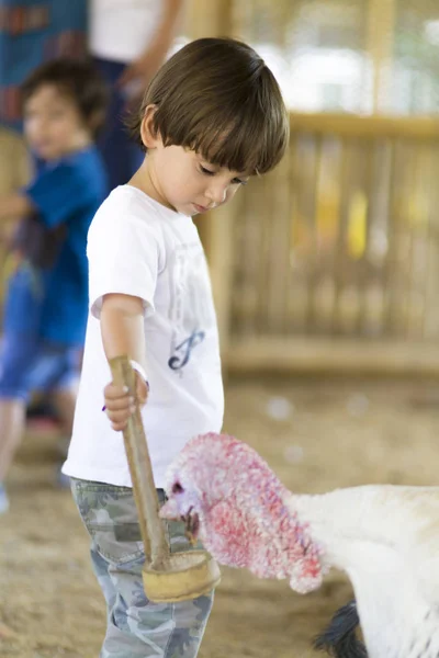 Little Boy feeds Turkey — Stock Photo, Image