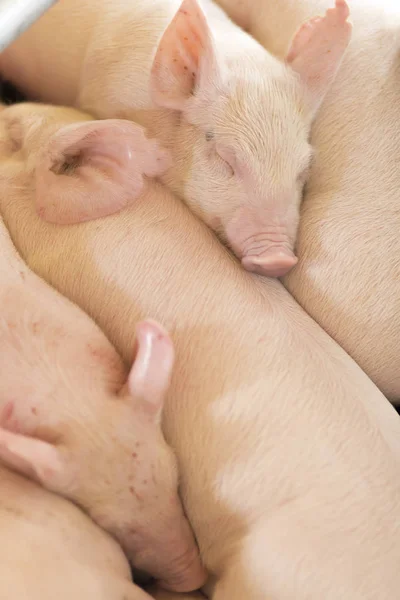 졸린 새끼 돼지의 그룹 — 스톡 사진