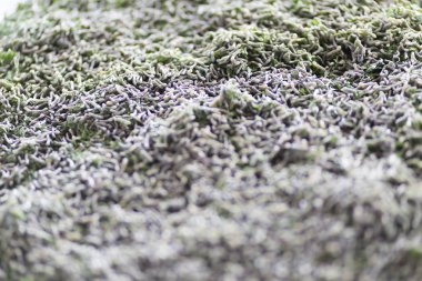 İpekböceği larva yetiştirme yatakta