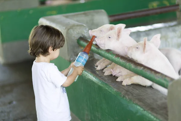 Lovely Boy feeds Pig