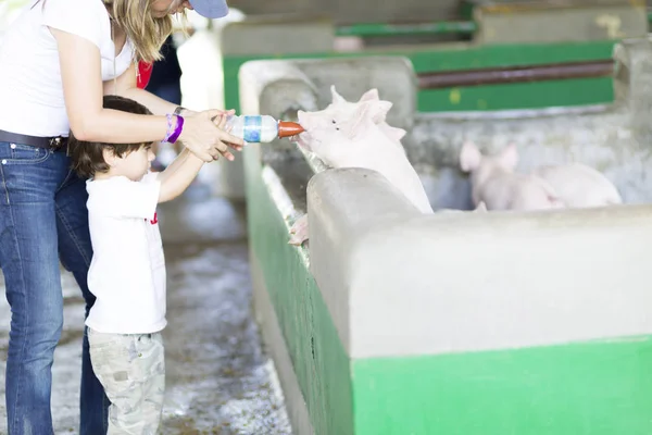 Lovely Mother and Son feeds Pig