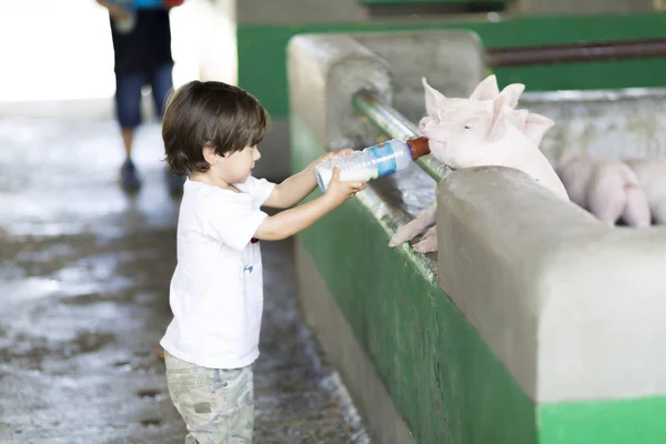 Lovely Boy feeds Pig