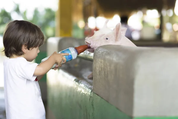 Mooie jongen voedt varken — Stockfoto