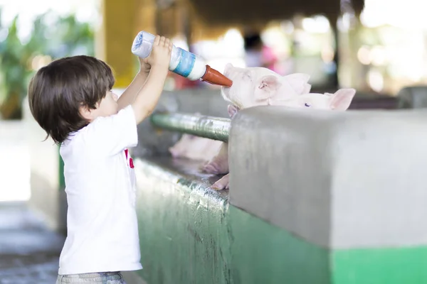 Lovely Boy feeds Pig — Stock Photo, Image