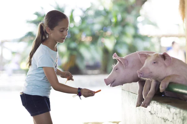 Lovely Girl feeds Pig