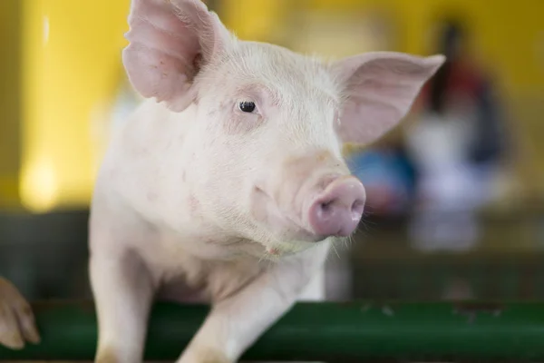 Cochon drôle dans la ferme — Photo