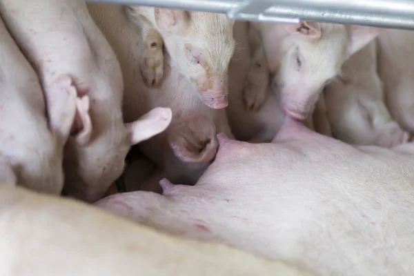 배고픈 Piglets의 그룹 — 스톡 사진