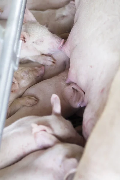 一群饥饿的小猪 — 图库照片