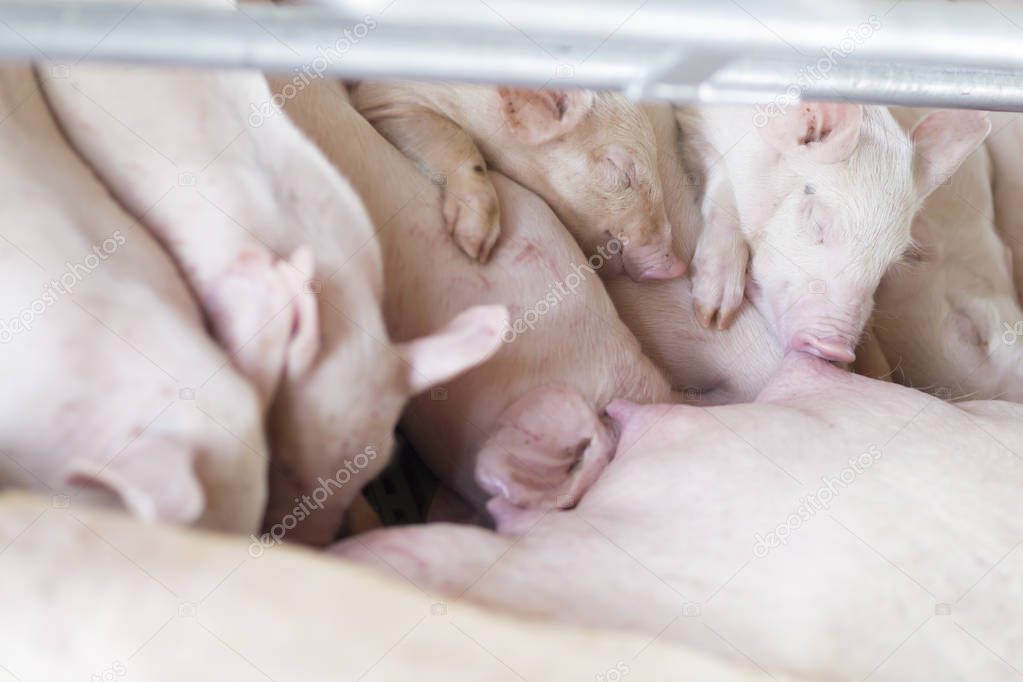 A Group of Hungry Piglets 