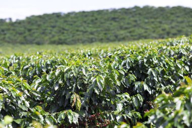 Kırmızı kahve çekirdekleri dalı