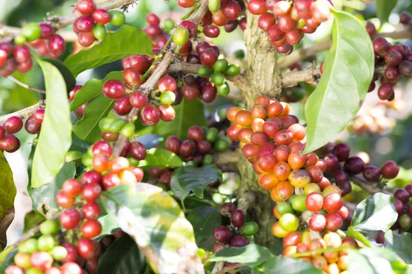 Granos de café rojo en rama — Foto de Stock