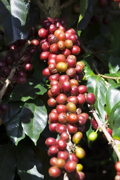 Granos de café rojo en rama — Foto de Stock