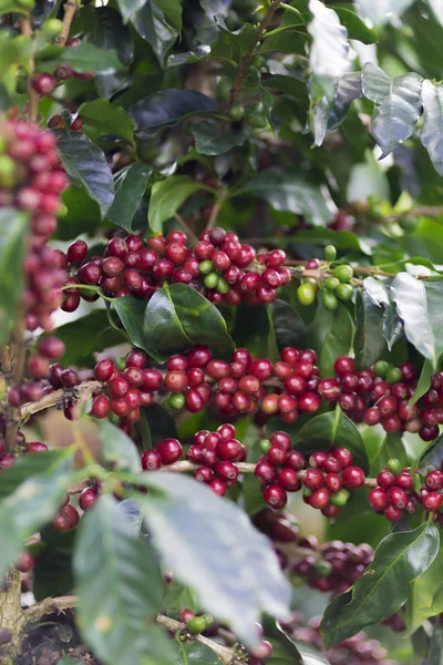 Granos de café rojo en rama — Foto de Stock