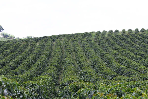 Organic Coffee Farm