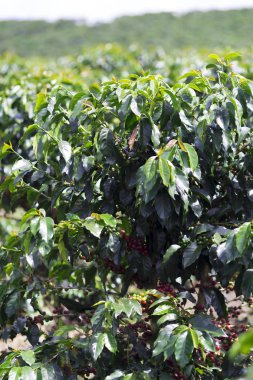 Kırmızı kahve çekirdekleri dalı