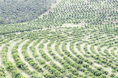 Organik kahve çiftlik