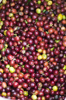 Kırmızı fasulye kahve çekirdekleri