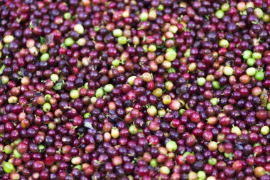 Kırmızı fasulye kahve çekirdekleri