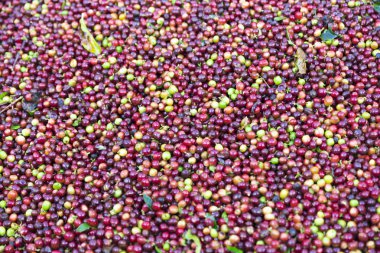 Kırmızı fasulye kahve çekirdekleri