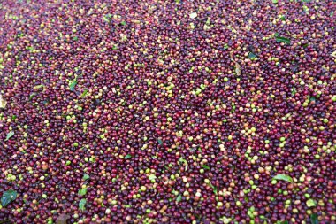 Kırmızı fasulye kahve çekirdekleri