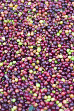 Kırmızı fasulye kahve çekirdekleri