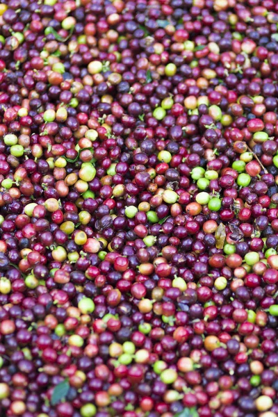 Grão vermelho Grãos de café — Fotografia de Stock