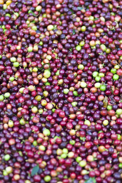 Červené fazole kávová zrna — Stock fotografie