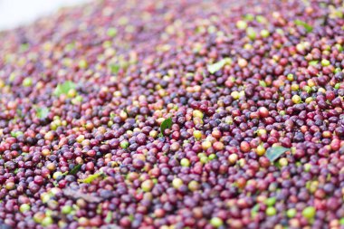 Kırmızı fasulye kahve çekirdekleri