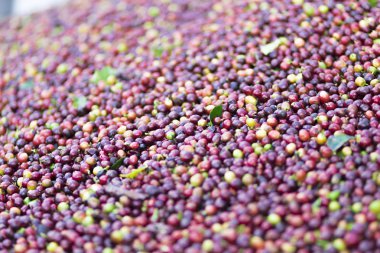 Kırmızı fasulye kahve çekirdekleri