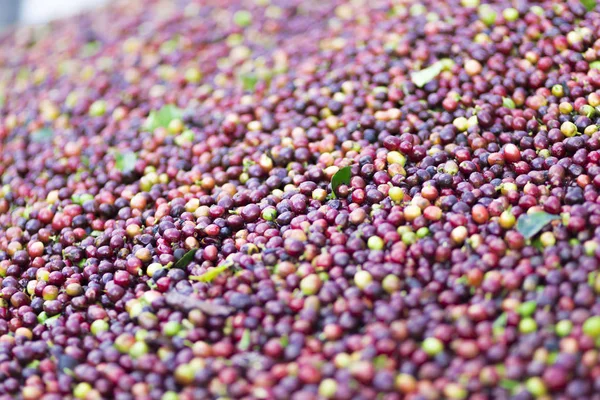 Kırmızı fasulye kahve çekirdekleri