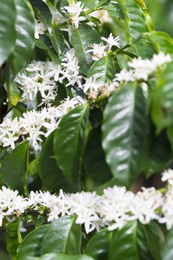 Organik kahve ağacı çiçeği