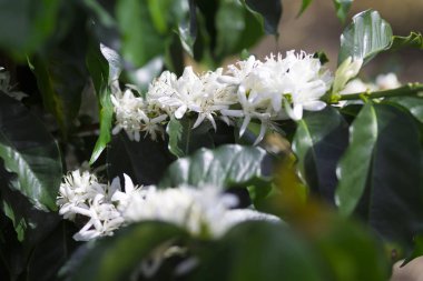 Organik kahve ağacı çiçeği