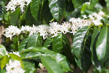 Organik kahve ağacı çiçeği