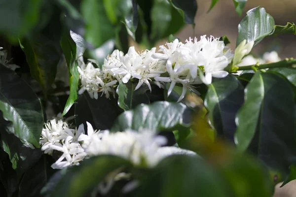 Organik kahve ağacı çiçeği