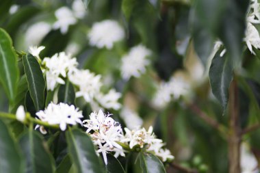 Organik kahve ağacı çiçeği