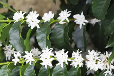 Organik kahve ağacı çiçeği