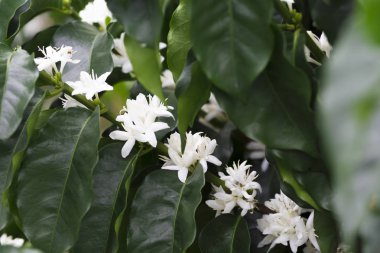 Organik kahve ağacı çiçeği