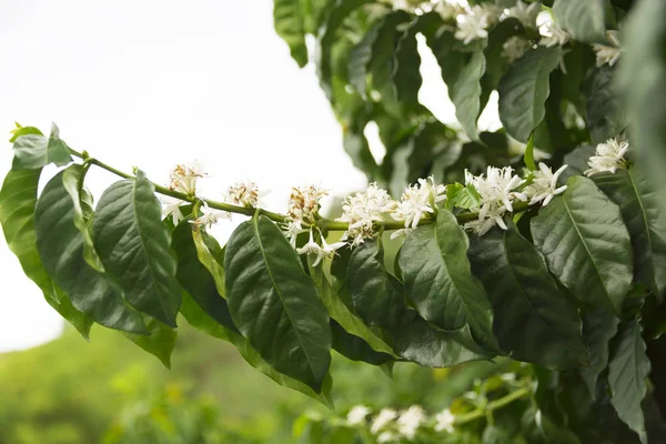 Organic Kawa drzewo kwiat — Zdjęcie stockowe