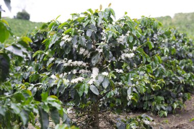 Organik kahve ağacı çiçeği