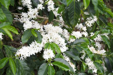 Organik kahve ağacı çiçeği