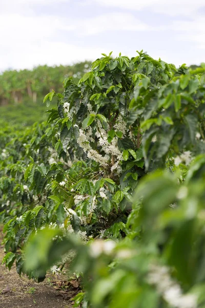 Organic Coffee tree blossom