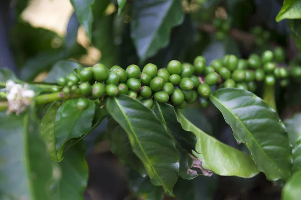 Gröna kaffebönor på gren — Stockfoto