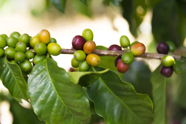 Gröna kaffebönor på gren — Stockfoto