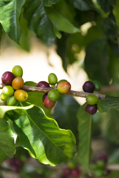 Gröna kaffebönor på gren — Stockfoto