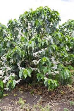 Organik kahve ağacı çiçeği