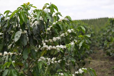 Organik kahve ağacı çiçeği