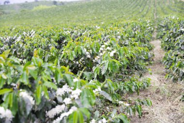 Organik kahve ağacı çiçeği