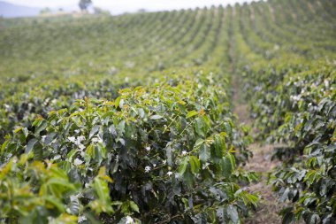 Organik kahve ağacı çiçeği