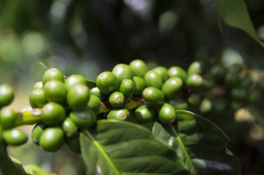 Yeşil kahve çekirdekleri dalı